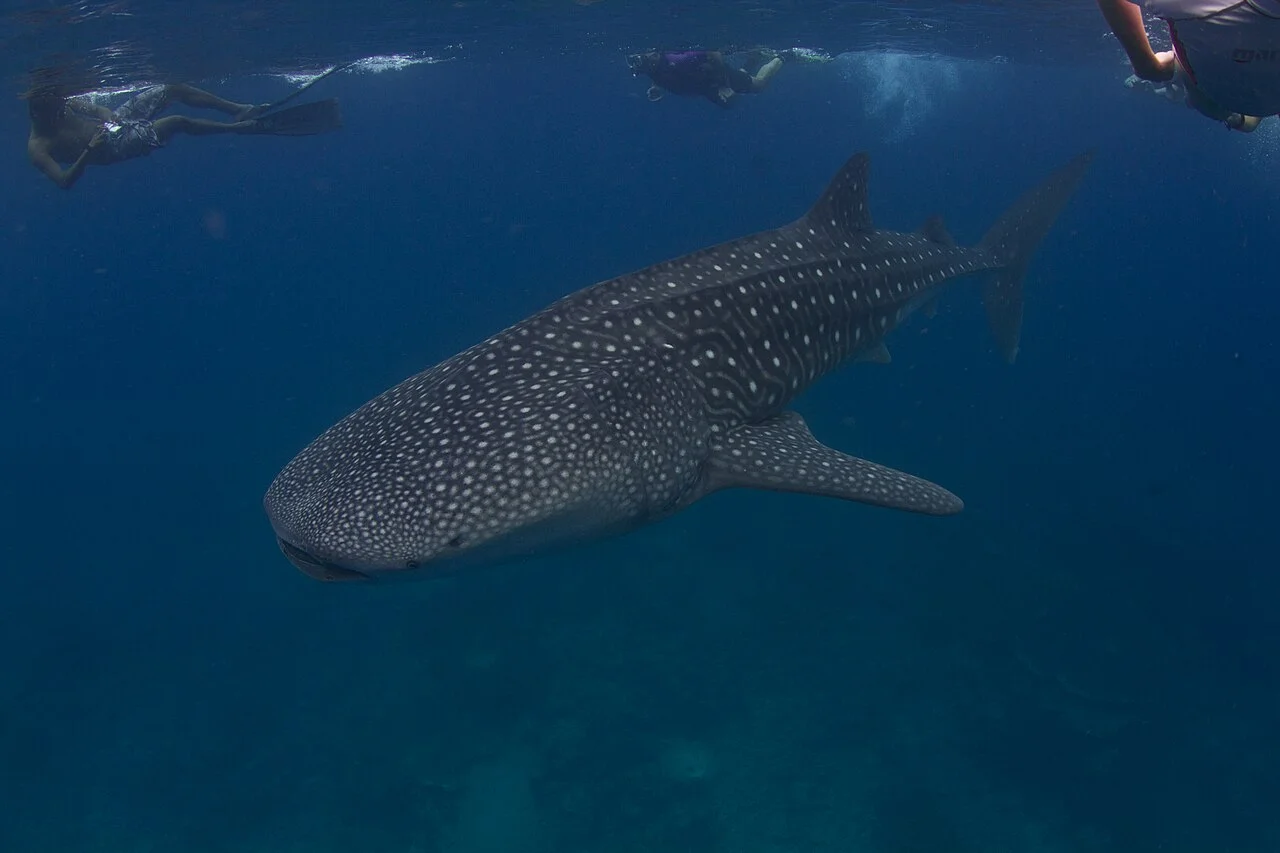 Cá mập voi bơi ở vùng biển Maldives