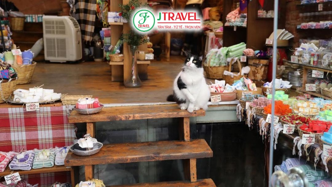 Mèo sống lâu đời trong đô thị Istanbul Thổ Nhĩ Kỳ