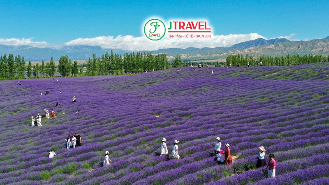 Lavender valley Xinjiang với sắc tím đậm nhìn từ xa ấn tượng