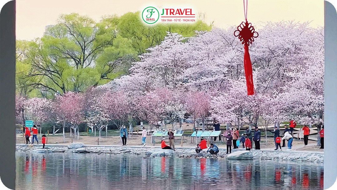 Công viên Ngọc Uyên Đàm – Điểm đến lý tưởng để thưởng thức mùa hoa anh đào