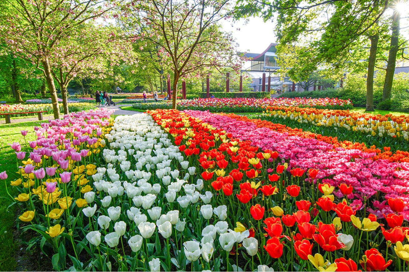 Tham quan vườn hoa Keukenhof (nguồn internet)