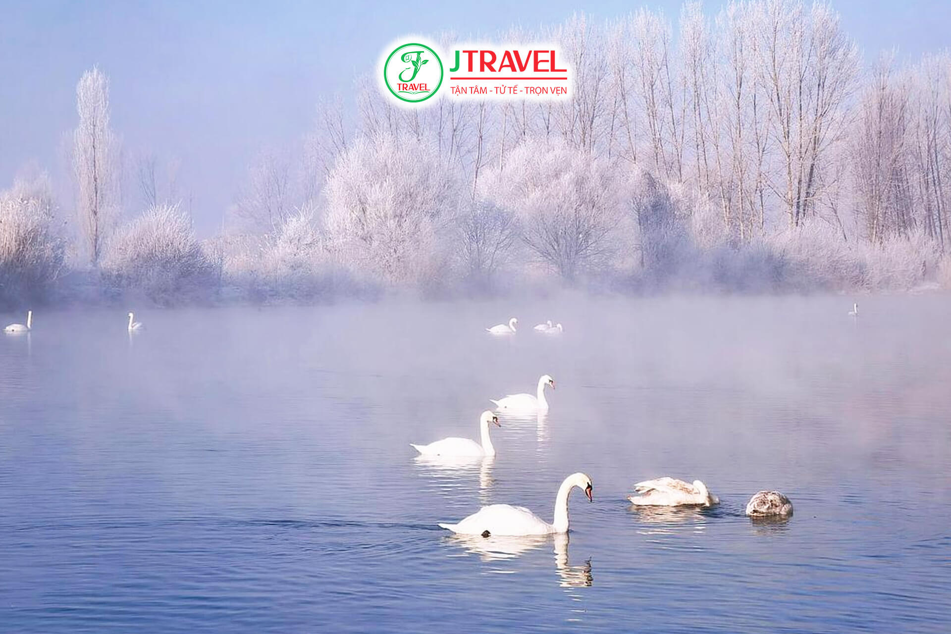 Suối Thiên Nga Yili – thiên nga giữa rừng sương giá