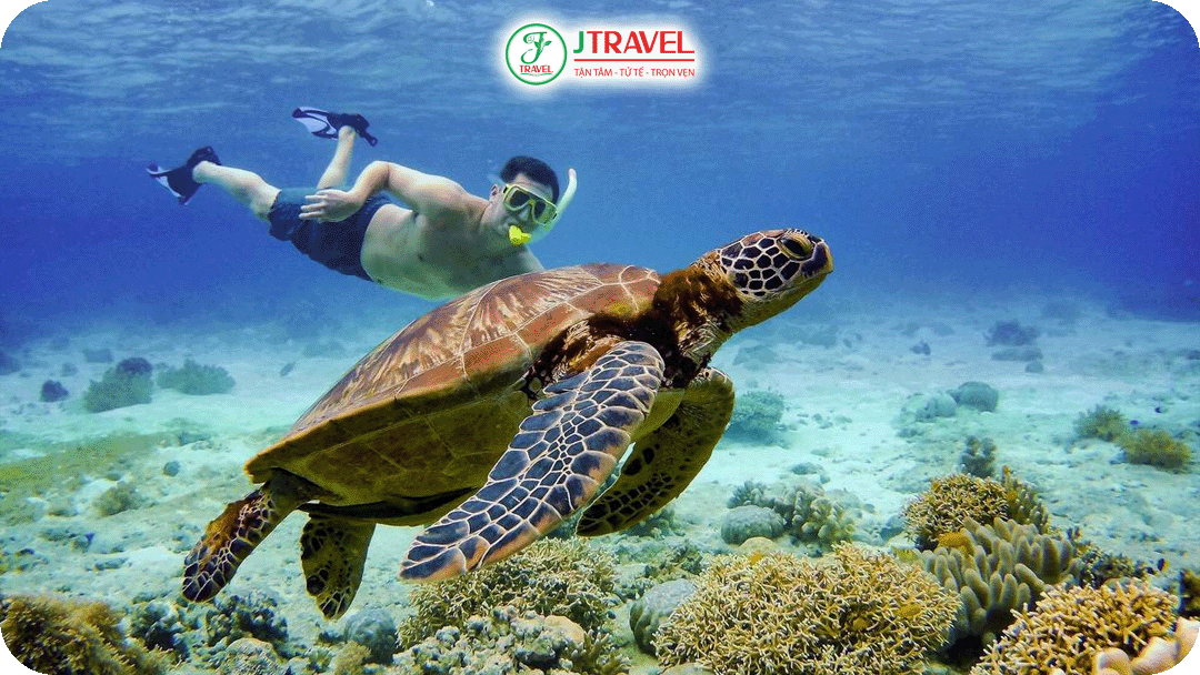 Lặn biển ngắm san hô và rùa biển tại Moalboal