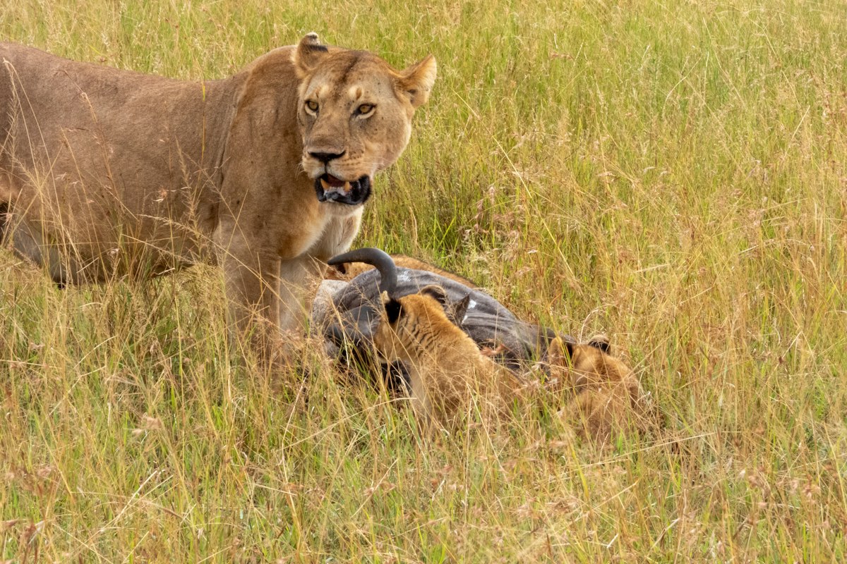 Sư tử cái bên con mồi linh dương đầu bò ở Serengeti