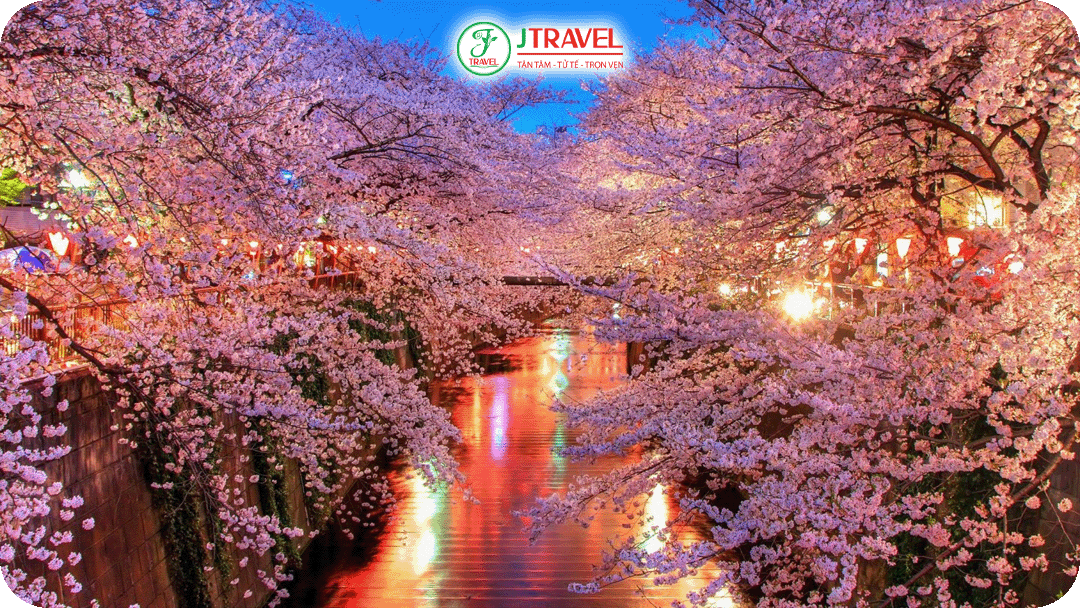 Trải nghiệm lễ hội thấp đèn hoa anh đào chỉ có trong mùa xuân Nhật Bản