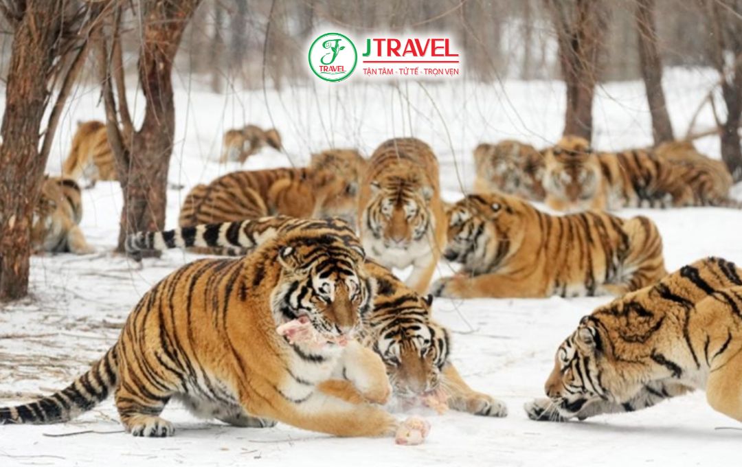 Siberian Tiger Park