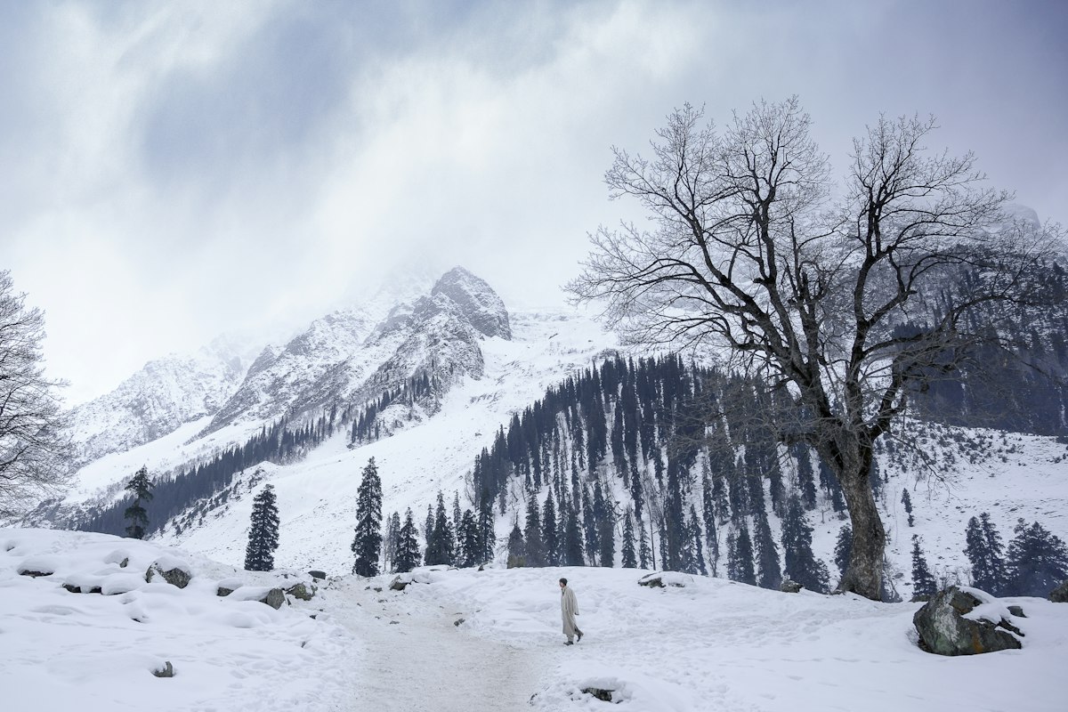 Núi tuyết và rừng thông ở Sonamarg, Kashmir