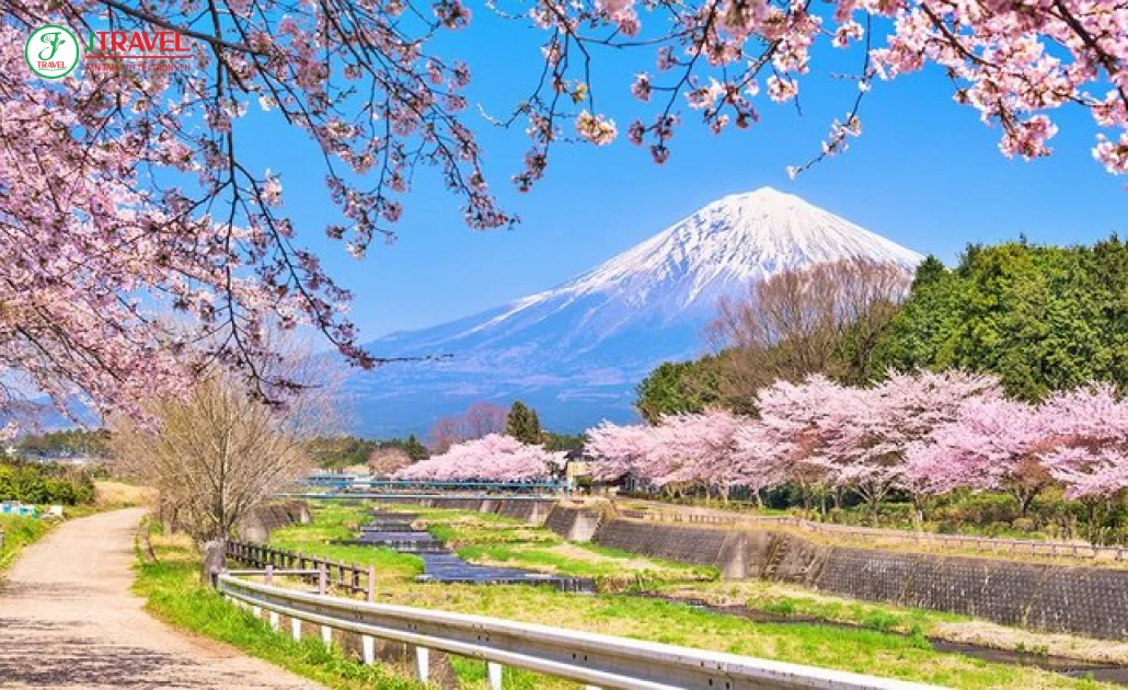 Hoa anh đào nở rộ bên hồ Kawaguchiko dưới chân núi Phú Sĩ, Nhật Bản.