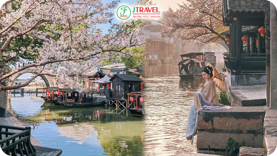 Ô Trấn khoác lên mình sắc hồng của hoa anh đào và đèn lồng