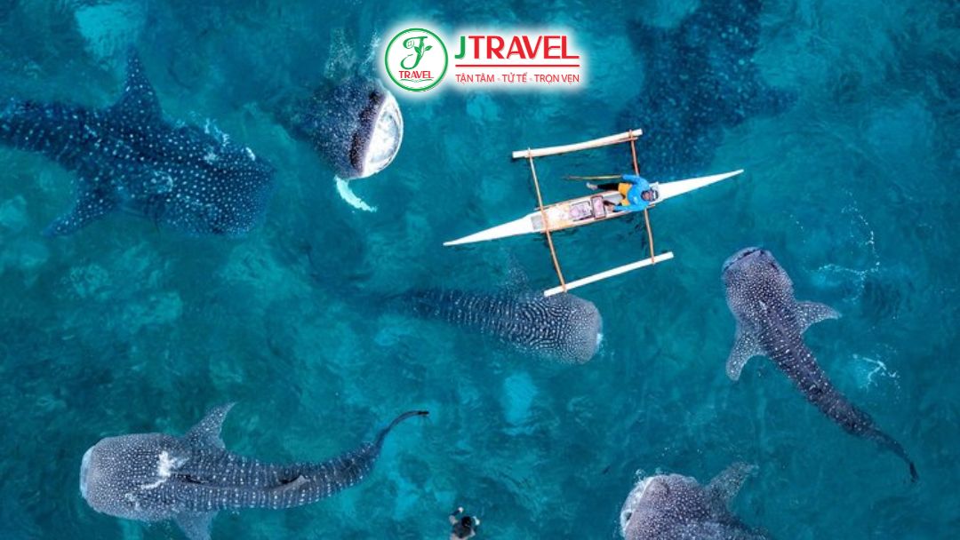 Du khách bơi cùng cá mập voi tại Oslob Cebu Philippines trải nghiệm biển xanh trong veo