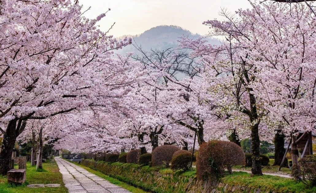 Hoa anh đào Sakura nở rộ tại Nhật Bản trong mùa Hanami
