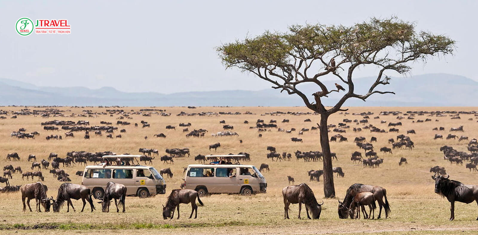 Một trong những trải nghiệm đáng mơ ước nhất là safari ngắm động vật hoang dã trên các savan bát ngát ở Đông Phi