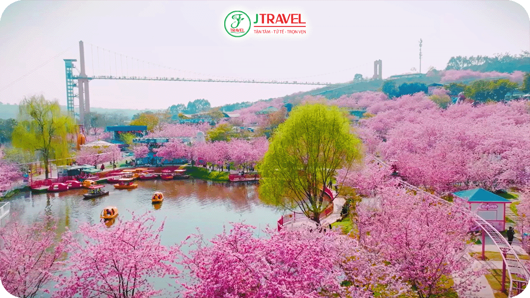 Khung cảnh hoa anh đào Thành Đô nên thơ