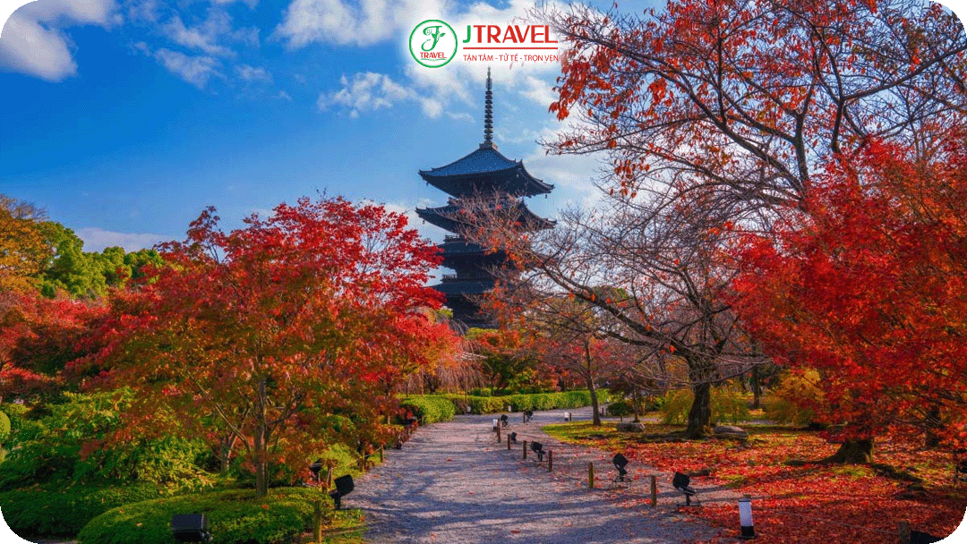 ngôi chùa Asakusa cổ kính trở nên nổi bật vào mùa thu