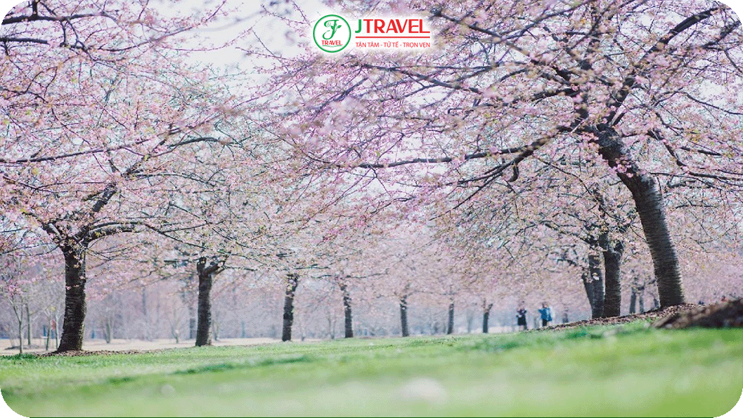 Công viên Cố Thôn có diện tích hoa anh đào lớn nhất nhì Thượng Hải