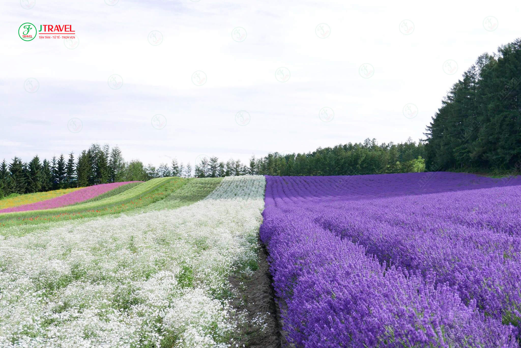 Tomita Farm