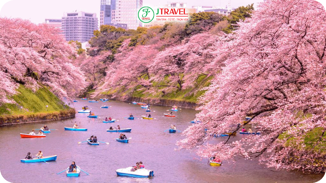 Có thể chèo thuyền trên dòng kênh xanh biếc, ngắm những cánh hoa rơi tại Chidorigafuchi