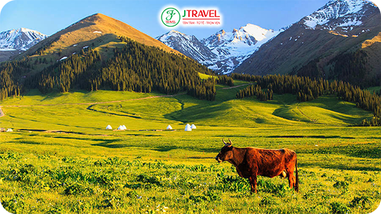 Thảo Nguyên Nalati – Biển Cỏ Vàng Mênh Mông