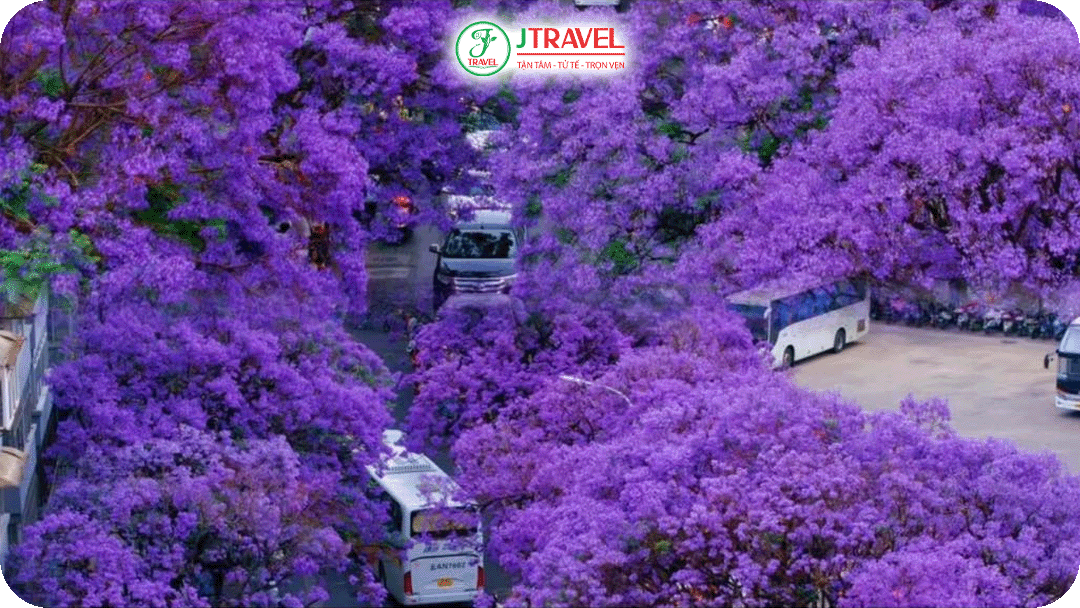 Đường Hồng Cẩm – điểm ngắm hoa phượng tím nhẹ nhàng, dễ tiếp cận