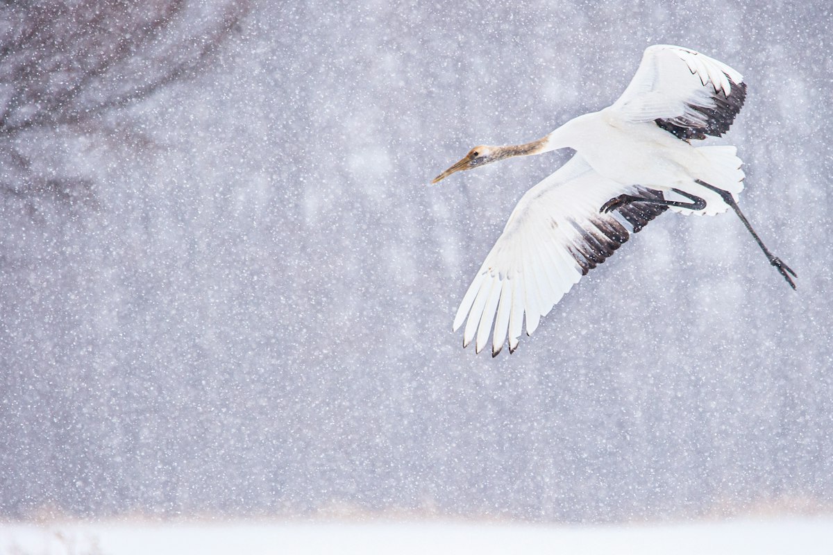 Sếu đầu đỏ sải cánh giữa trời tuyết rơi ở Hokkaido