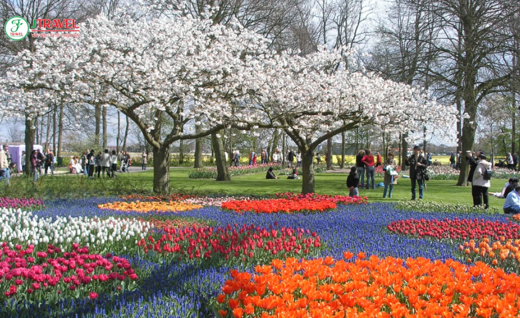 Cánh đồng hoa tulip Hà Lan nở rộ vào mùa xuân