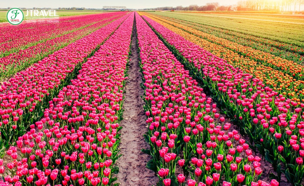 Cánh đồng hoa tulip ở Hà Lan