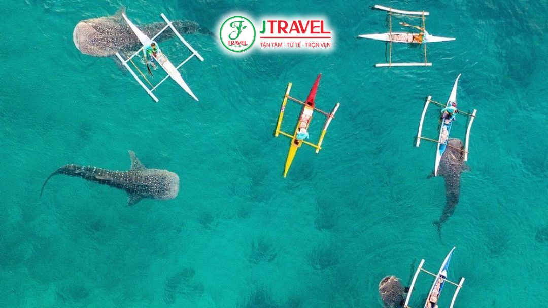 Kinh nghiệm bơi cùng cá mập voi tại Oslob