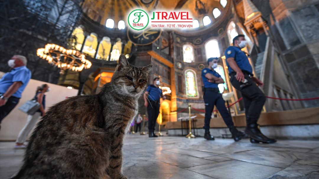 Mèo xuất hiện khắp phố cổ Istanbul Thổ Nhĩ Kỳ