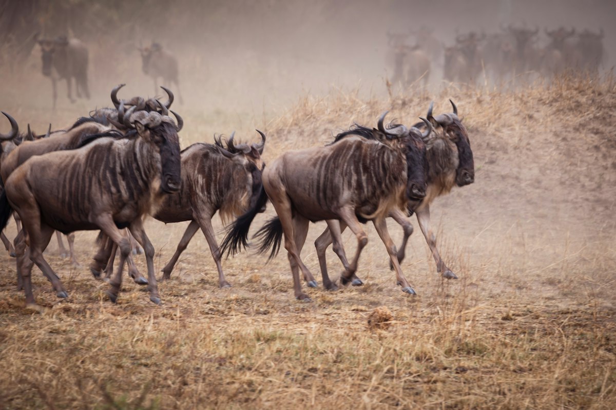 Đàn linh dương đầu bò tung bụi di chuyển qua Serengeti