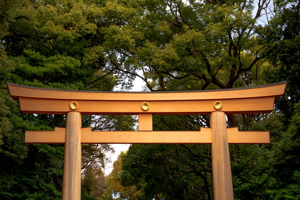 Cổng torii gỗ giữa rừng cây xanh mát ở Tokyo