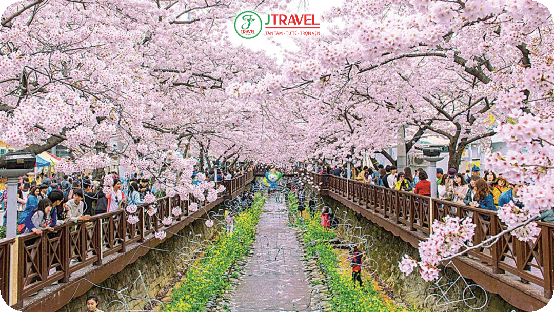 Jinhae – thiên đường hoa anh đào lớn nhất Hàn Quốc với hơn 300.000 cây