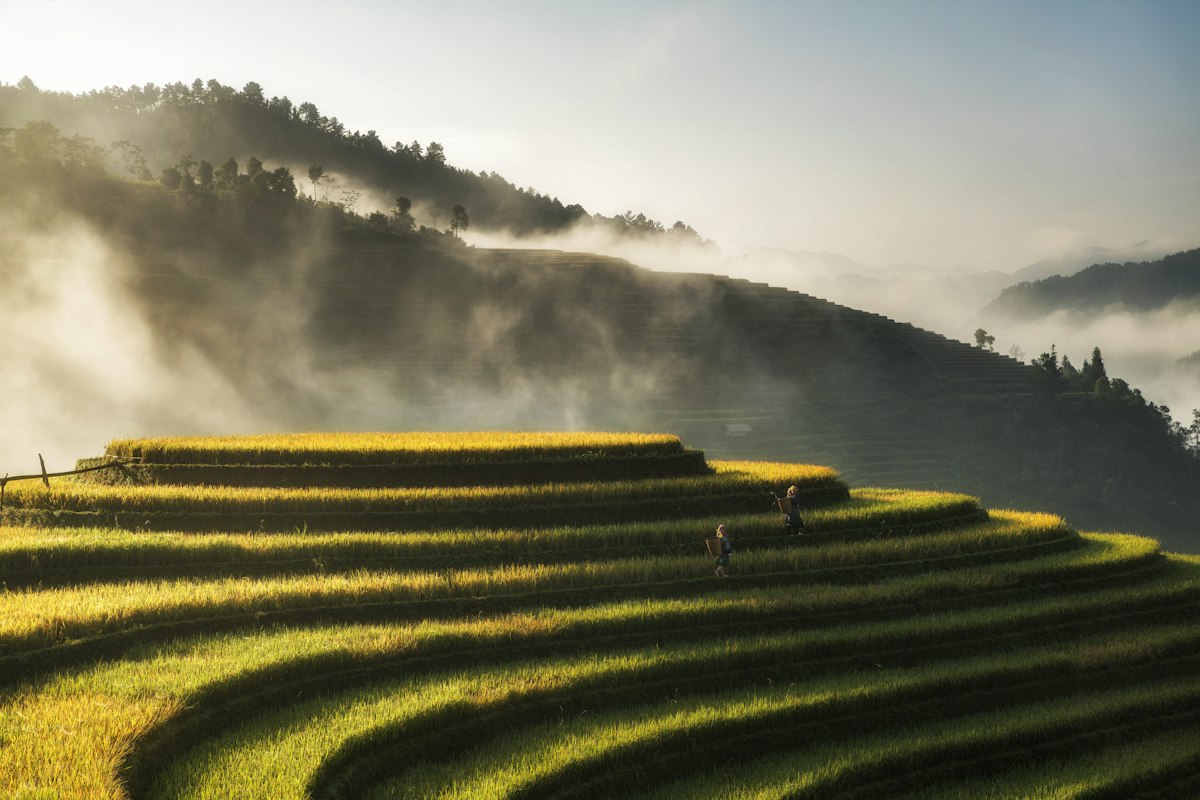 Ruộng bậc thang Mù Cang Chải vàng óng trong sương sớm
