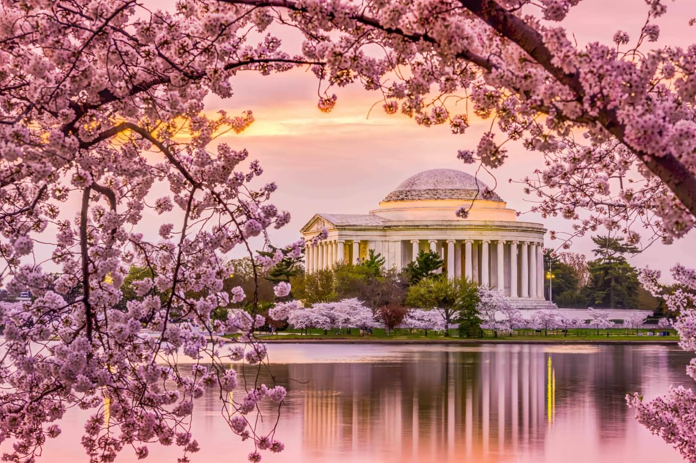 Hoa anh đào nở rộ ở Washington D.C. (ảnh internet)