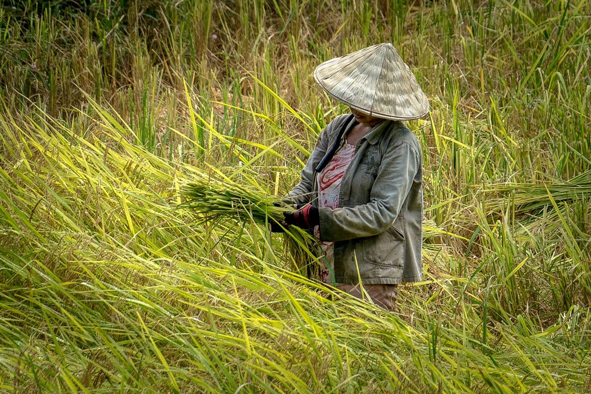 Người dân vùng cao gặt lúa trên ruộng vào mùa thu hoạch
