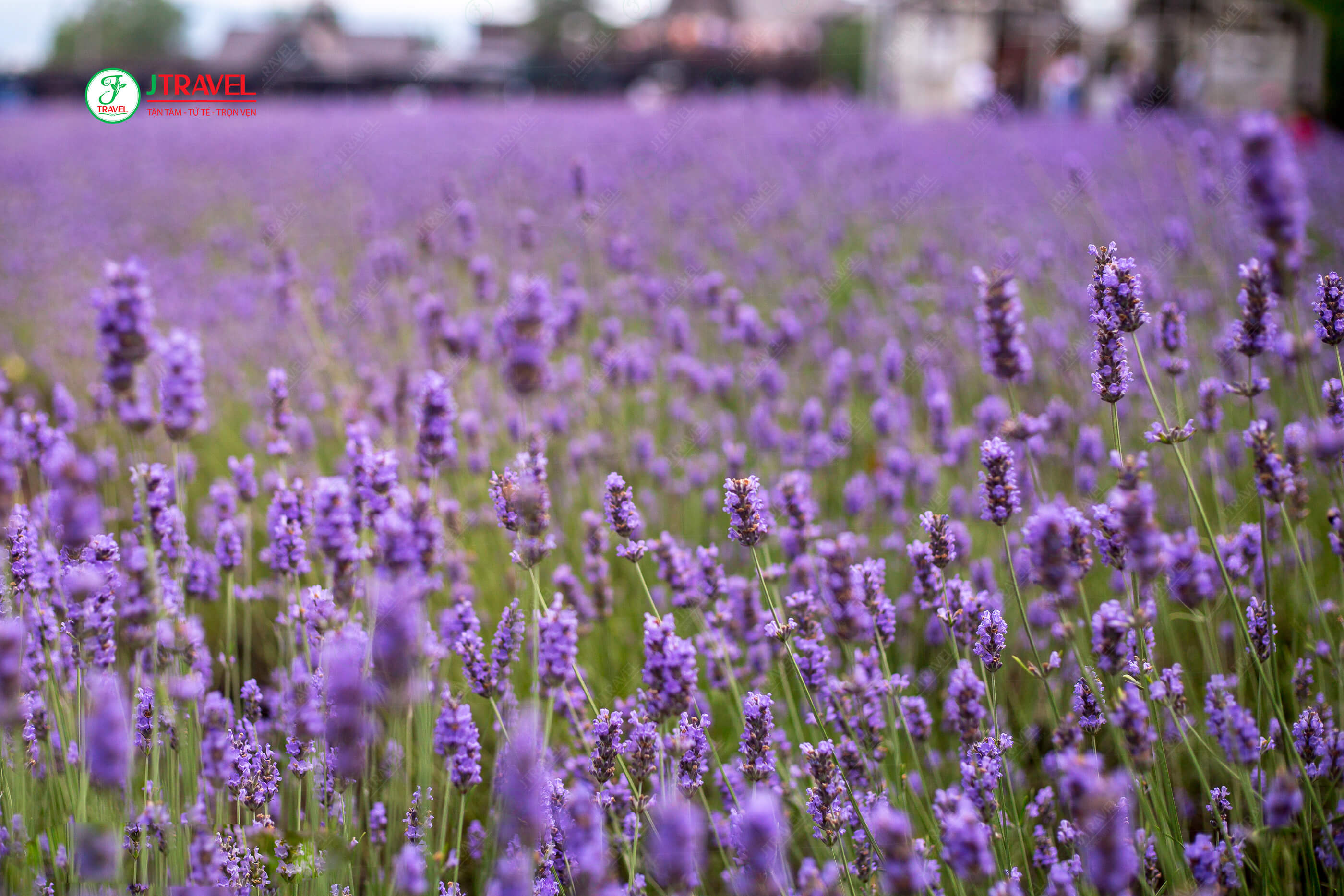 Hoa oải hương (lavender) tại Nông Trại Tomita