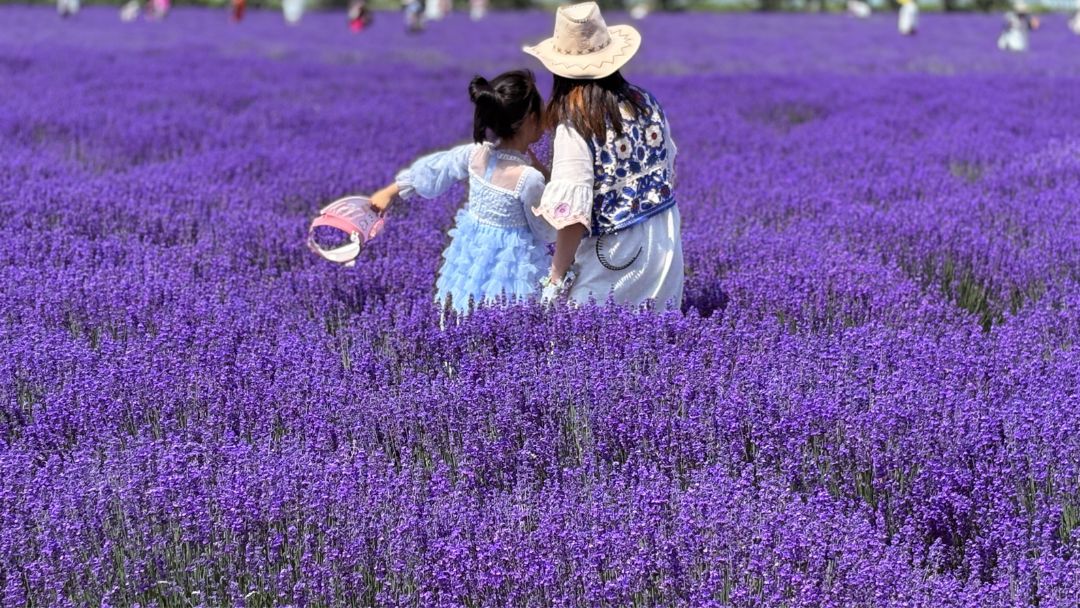 Du khách checkin tại Princess Jieyou Lavender Garden