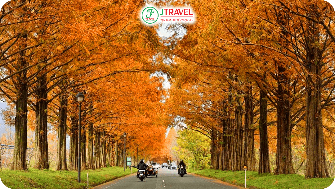 Metasequoia với lá mùa thu Công viên trung tâm tỉnh Tochigi