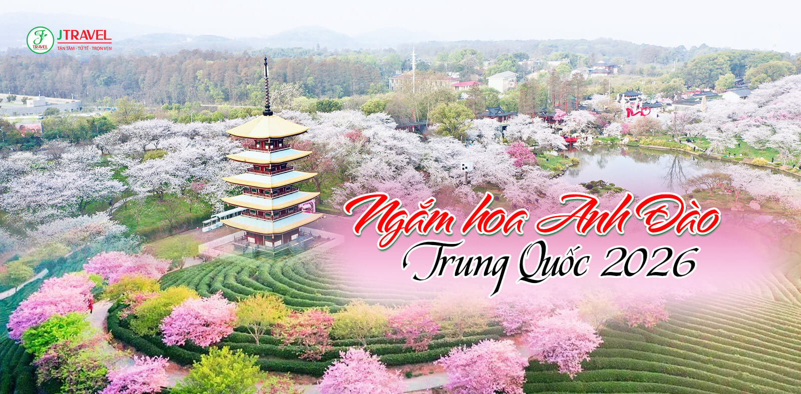 Địa điểm ngắm hoa anh đào Trung Quốc 2026