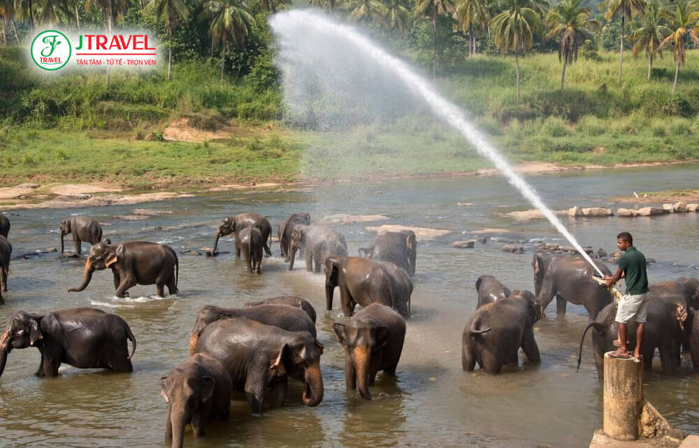 Pinnawala là điểm liên quan đến voi và cũng đang được J Travel kết hợp trong chương trình Sri Lanka 6N5Đ