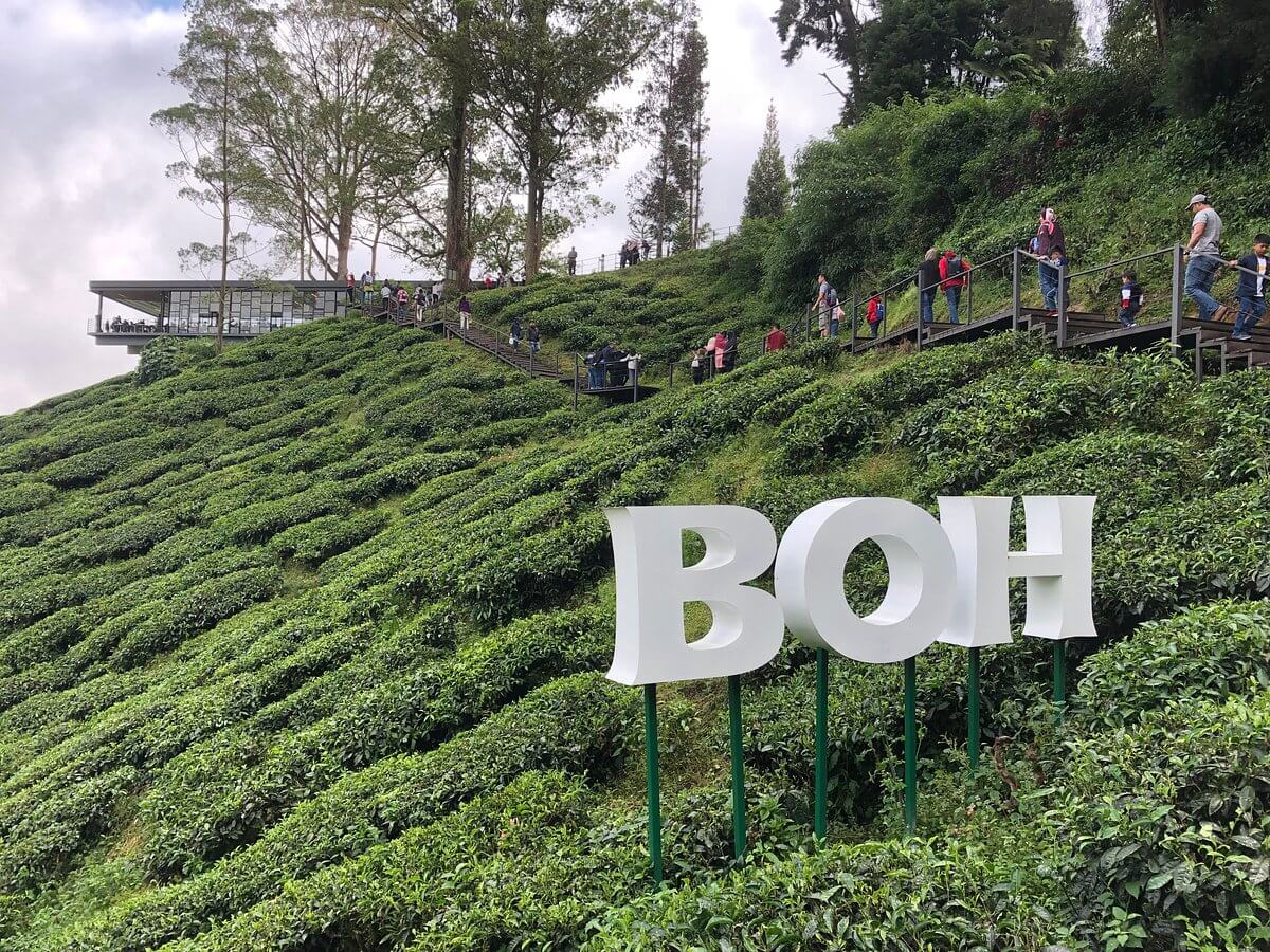 BOH Tea Plantation (ảnh internet)
