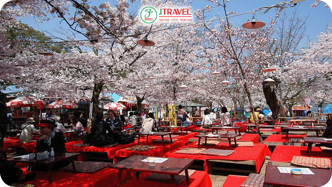 Công viên Maruyama ở Sapporo là nơi bạn có thể ngắm hàng nghìn cây anh đào bung nở