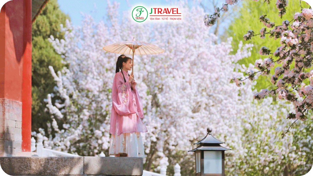 Trải nghiệm mặc hán phục chụp ảnh cùng hoa anh đào tại Tử Cấm Thành
