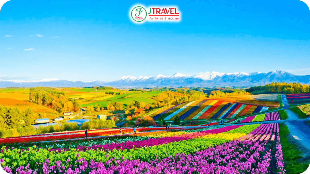 Furano và Biei – Những cánh đồng hoa oải hương rực rỡ