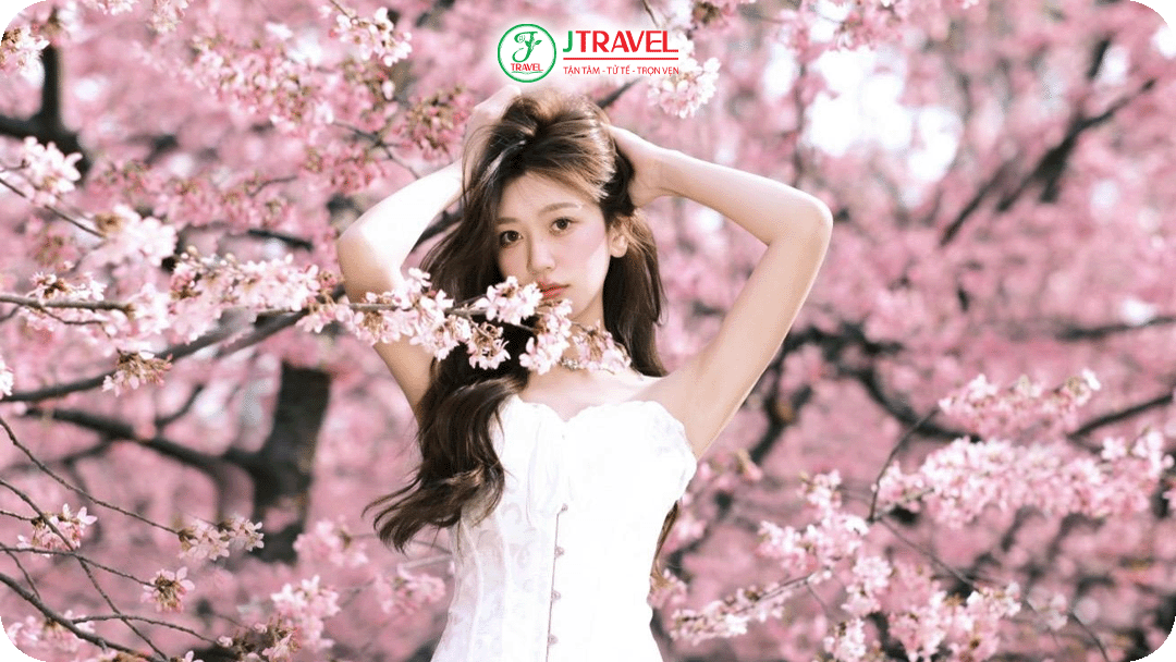 Du khách khắp nơi đổ về đây để ngắm và chụp ảnh hoa anh đào Côn Minh