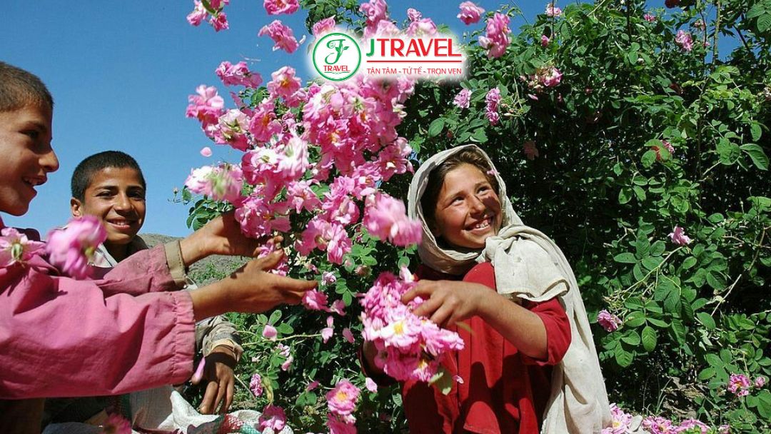 Giống hoa quý Rosa Damascena tỏa hương đậm đặc trưng vùng Anatolia