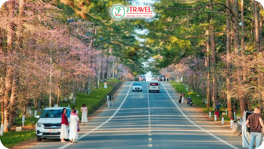 Măng Đen sở hữu hệ sinh thái rừng phong phú với những cánh rừng thông trải dài