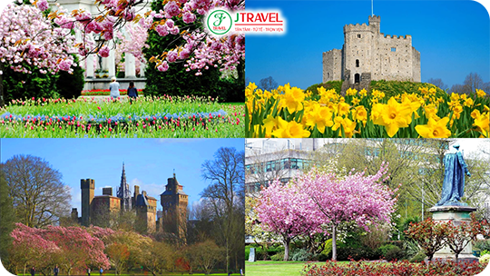 Mùa xuân Cardiff - Mùa của sắc hoa rực rỡ