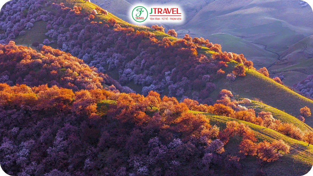 Rừng hoa mơ đổi màu vào buối chiều hoàng hôn