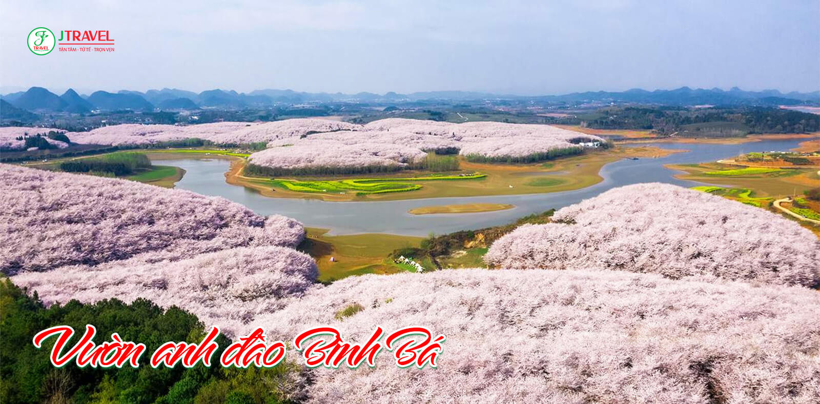 Vườn anh đào Bình Bá, Qúy Châu