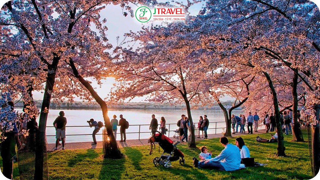 Ngắm hoa anh đào ở Washington D.C. và Lễ hội National Cherry Blossom Festival